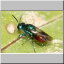 Pseudomalus auratus - Goldwespe 02b 5mm Waldwiese mit Lehmhuegeln.jpg